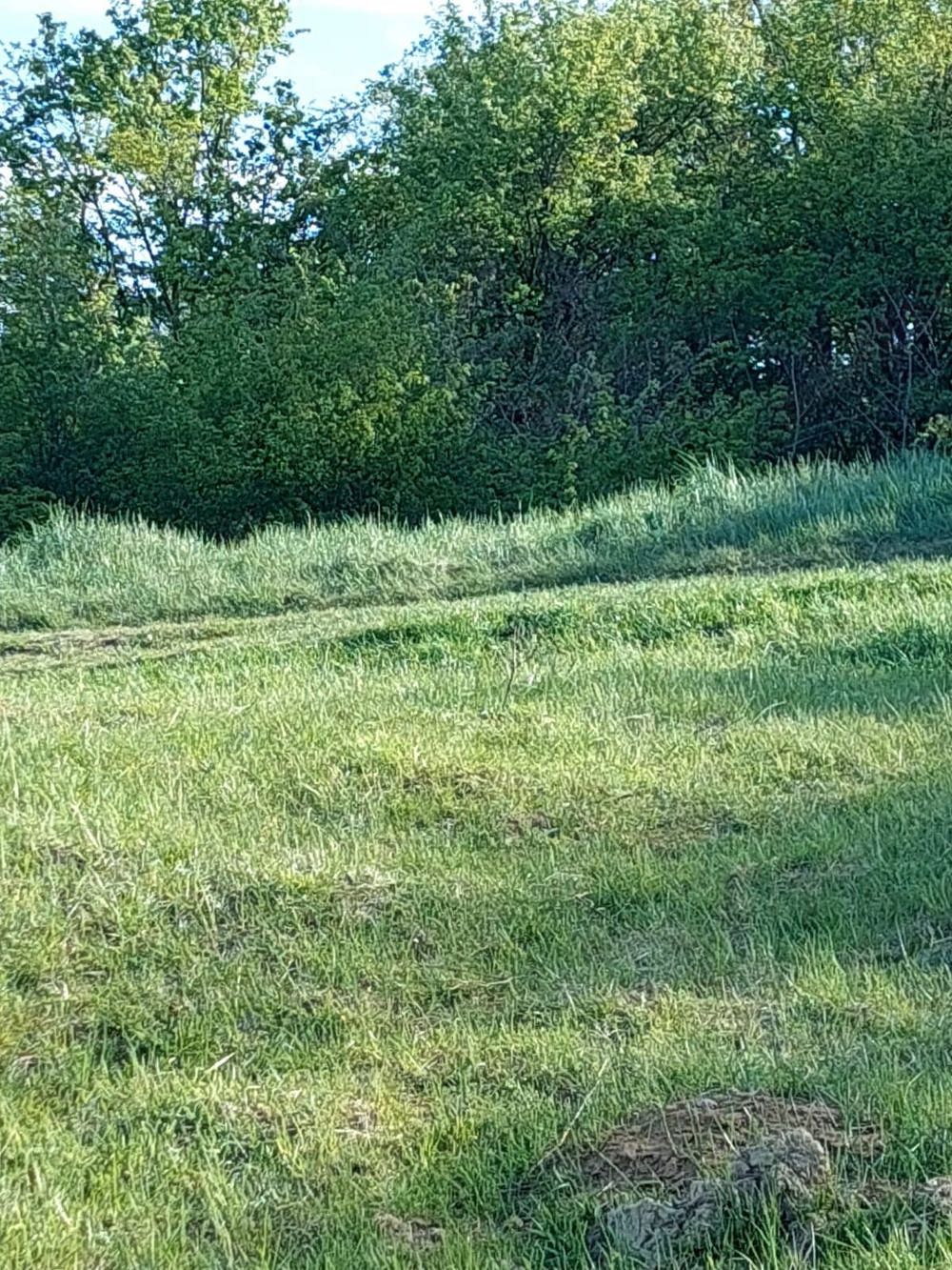 Teren lângă pădure