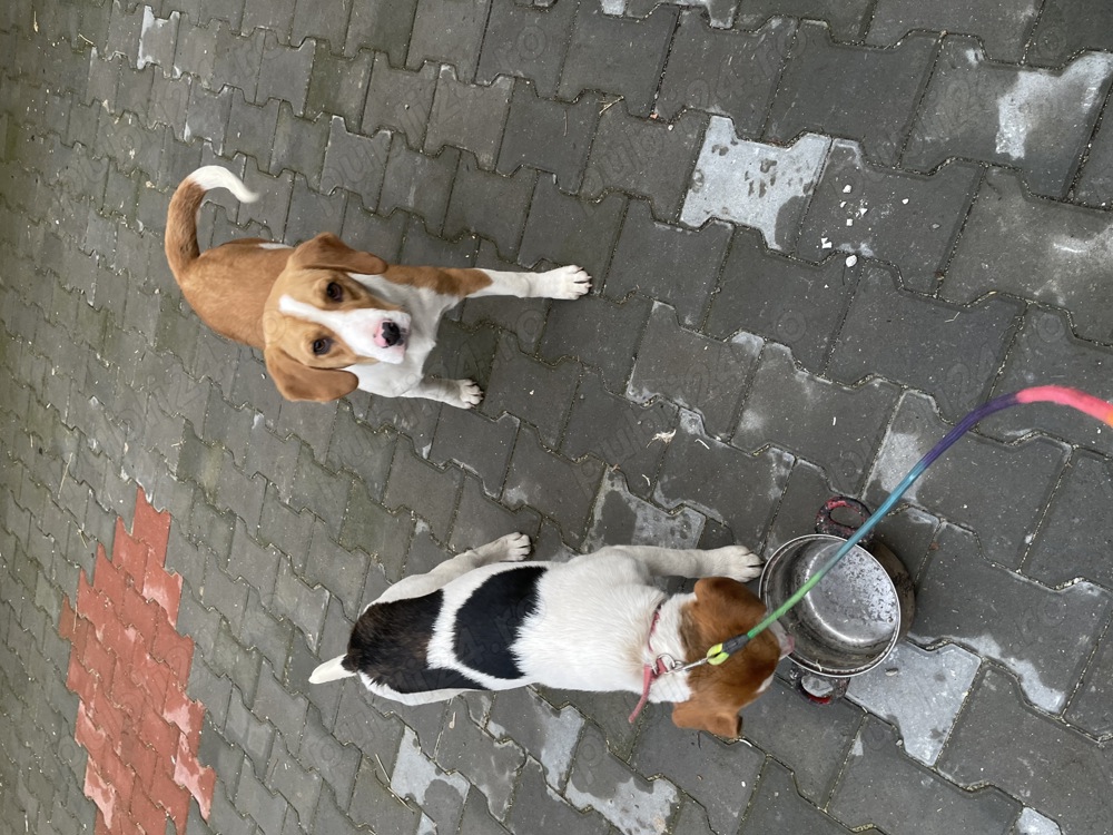 Catei Beagle   Cu toate vaccinările și CIP vârsta 7 luni
