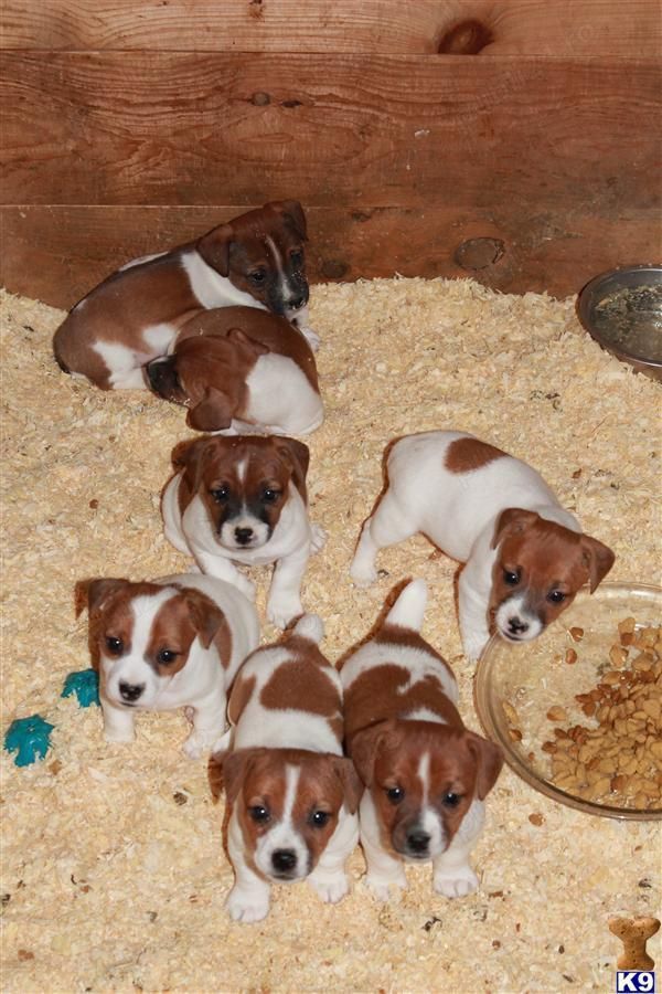 Jack Russel Terrier, genetica pură- transport autorizat la nivel național 