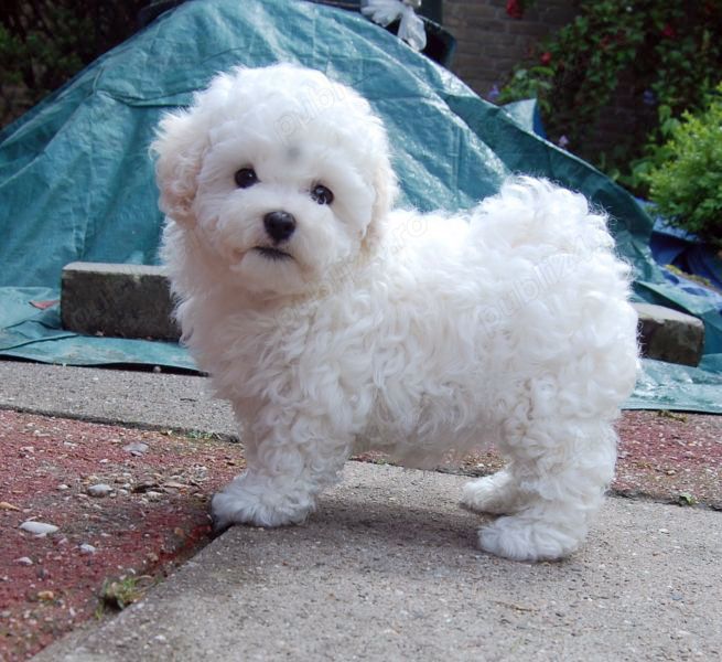 Bichon Bolognese, talie Mini Toy, alb imaculat,  2 luni