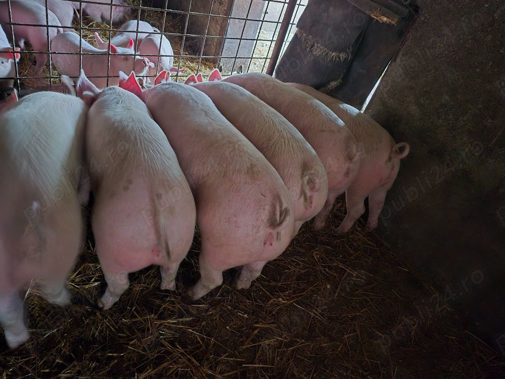 Vând porci 110-130 kg-Valea Chintaului