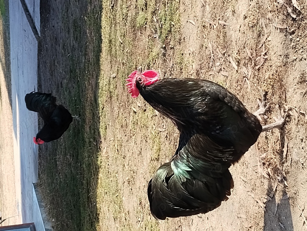 cocoși austrolop originali cocoși austrolop originali