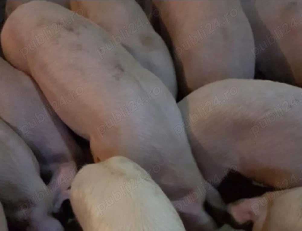 Porci rasa de carne 100-120kg Porci rasa de carne 100-120kg