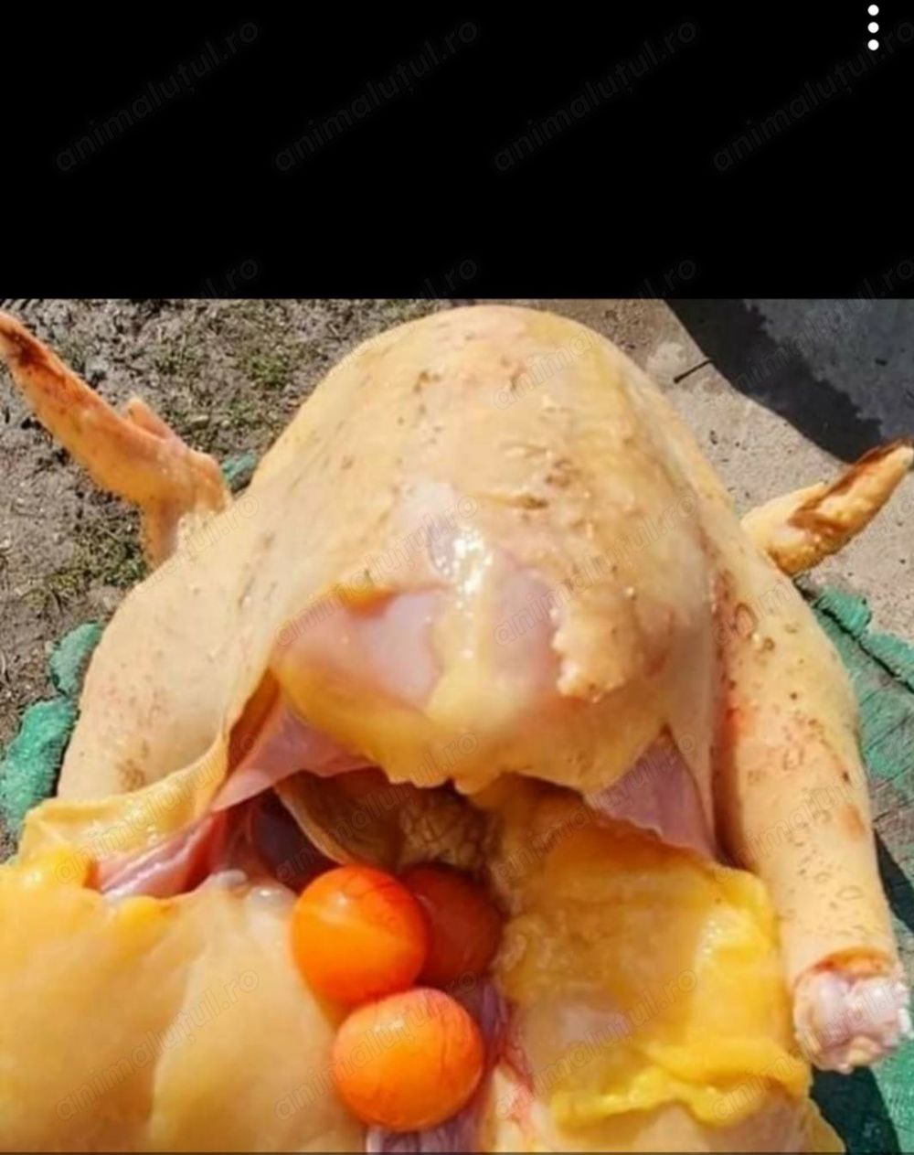 Vând găini de casă tăiate 25lei kg livrare la domiciliu in Brăila Galați și Tulcea detalii la tel 07