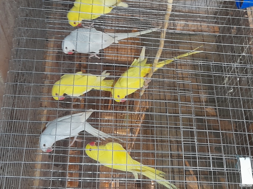 Papagali Micul Alexandru galben 