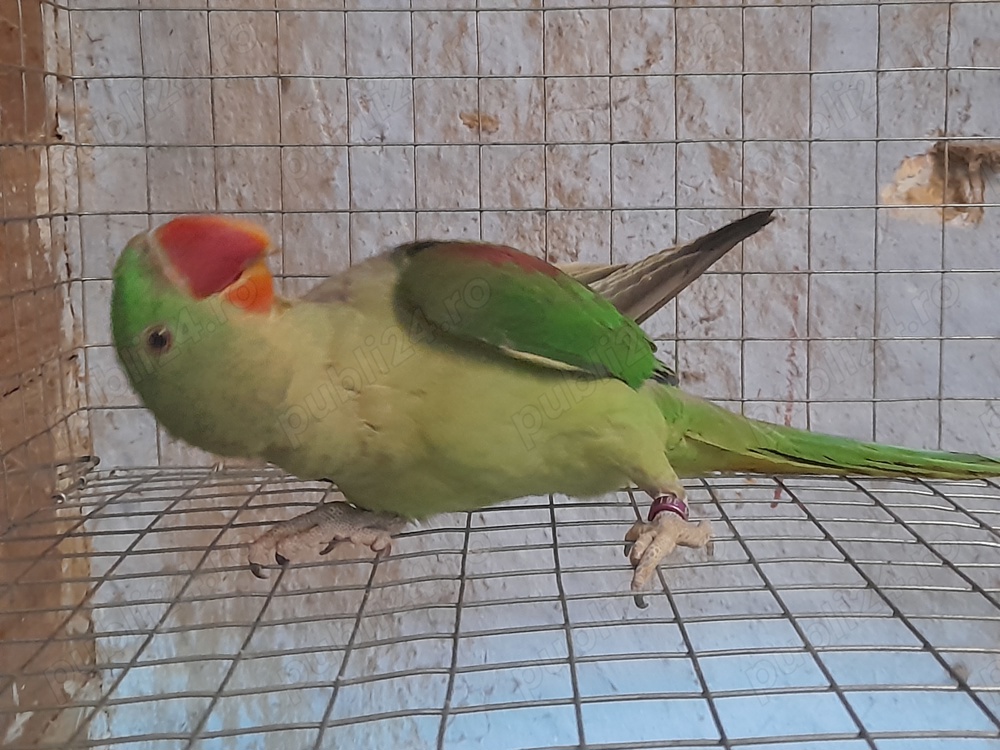 Disponibile diferite rase de papagali 