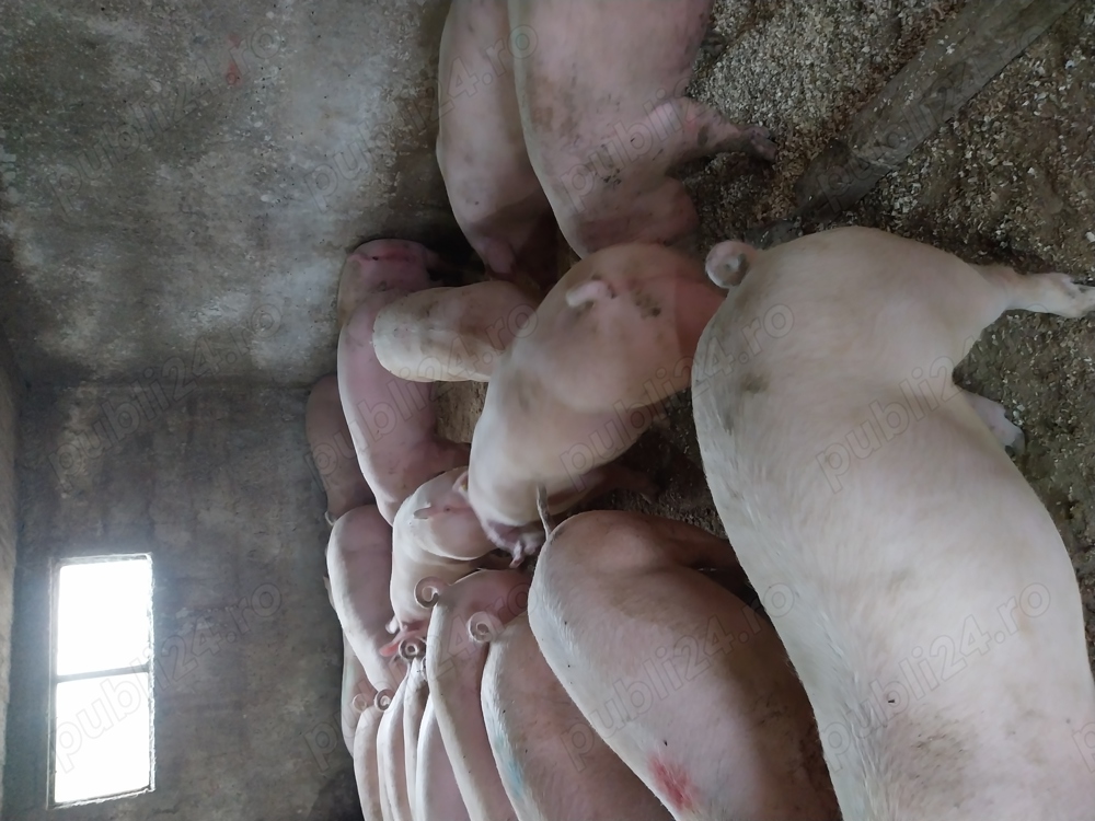 Porci mari rasa de carne 