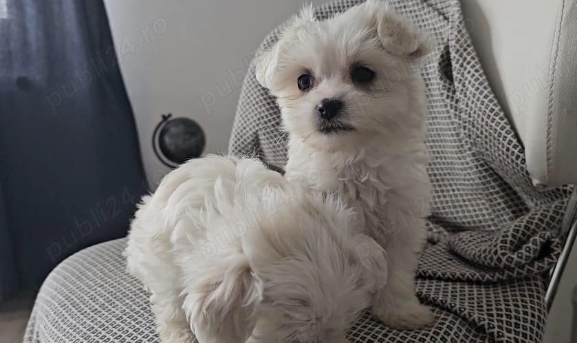 Pui Bichon Maltese Pui Bichon Maltese