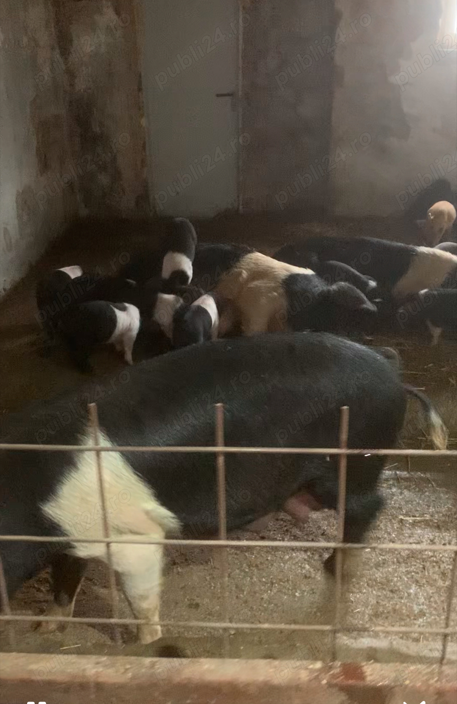 Purcei Bazna rasa pură 