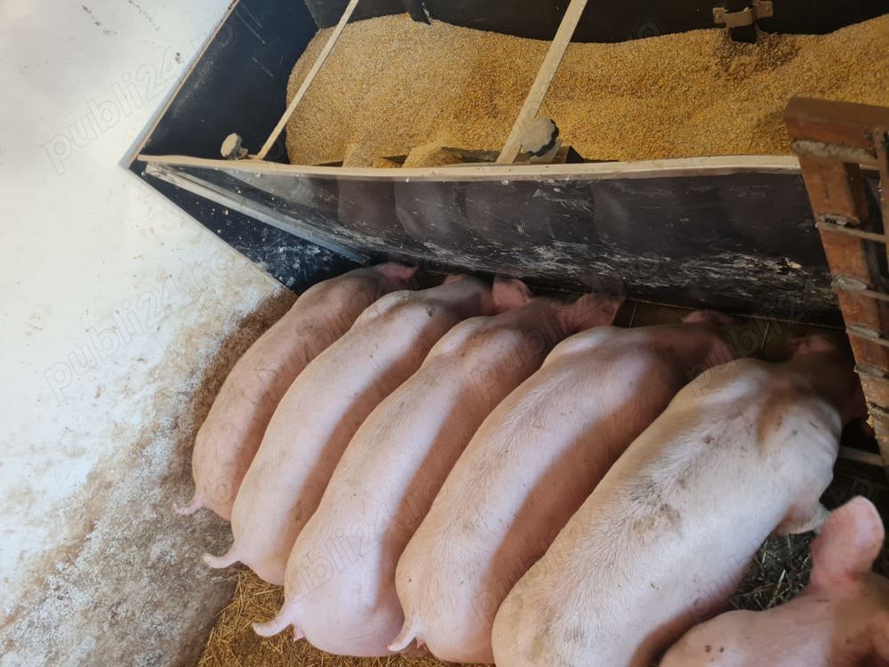 Purcei de carne crescuti natural 90-150 kg