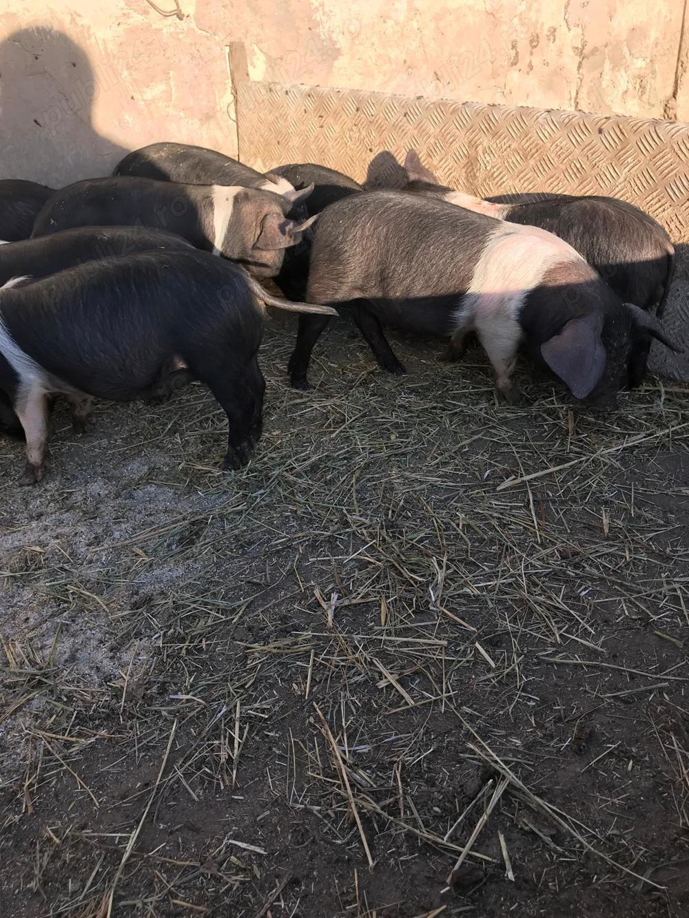 Vând purceii Bazna castraţi 8-10