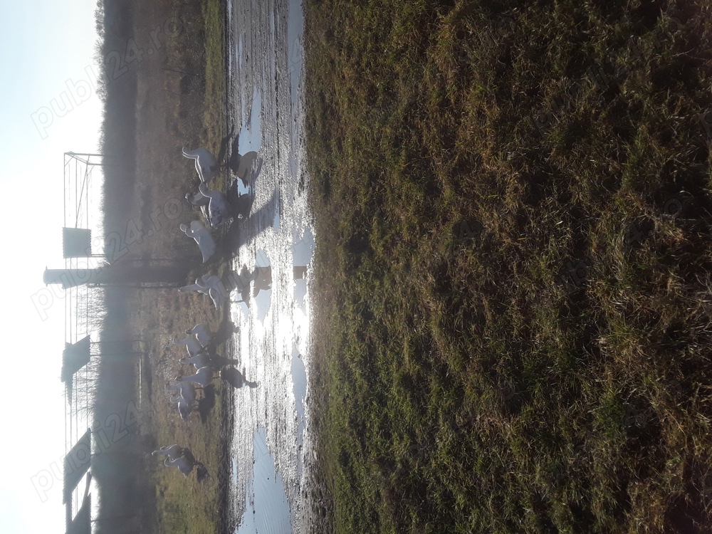 vind Gâște fac și schimb 