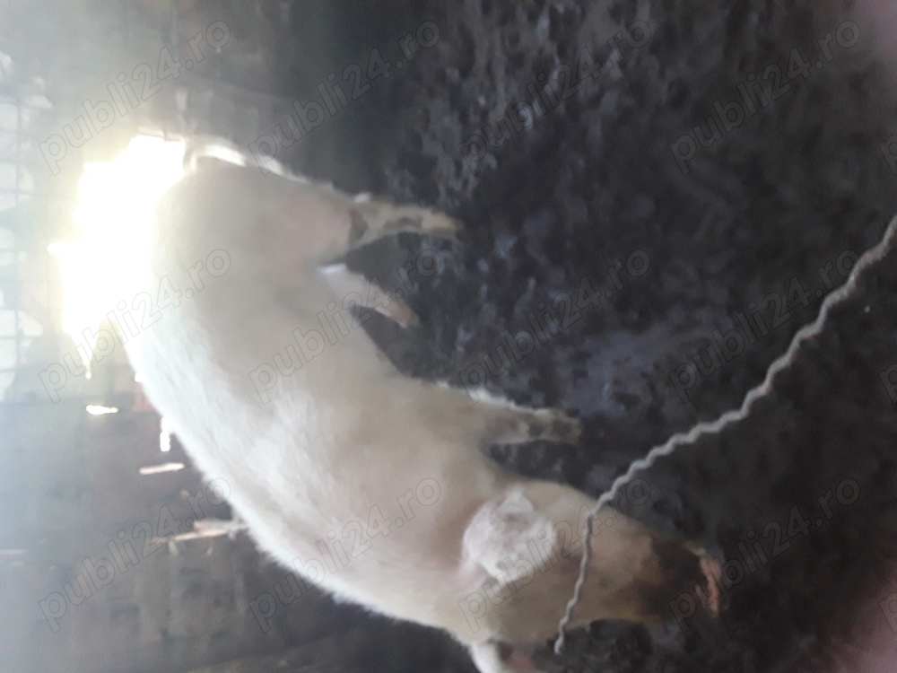 Vînd porci s-au schimb 