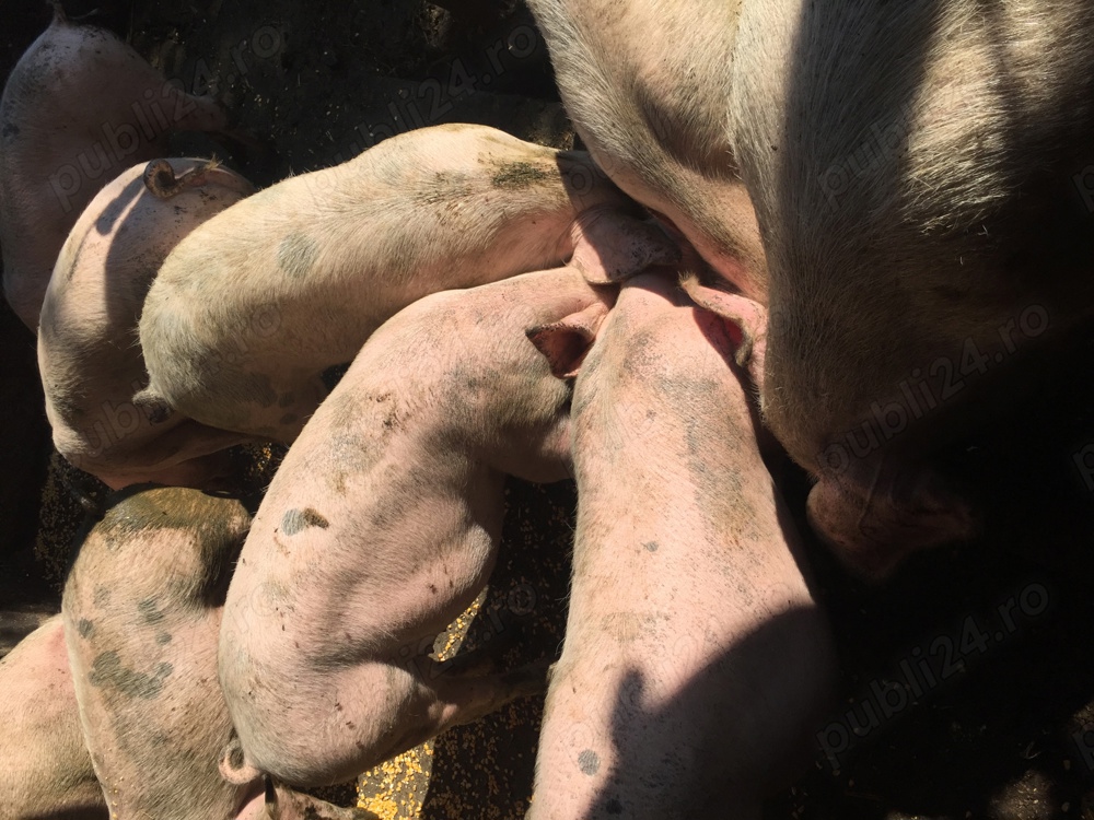 Vand porci si purcei Landras si Pietrari Vand porci si purcei Landras si Pietrari