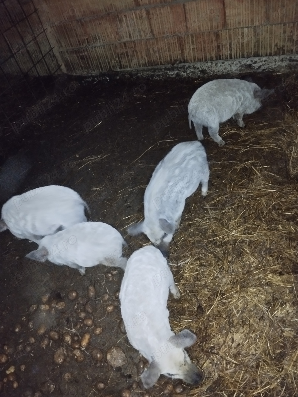 Vînd purcei mangalița blondă,rasă pură cu acte de origine la prețul de 500 lei bucata