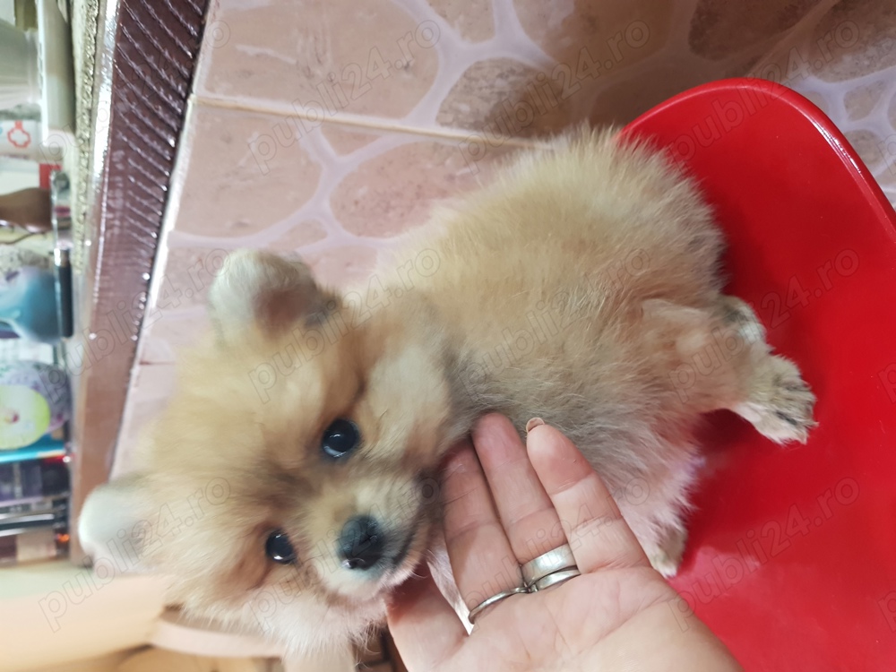 Baietel si Fetita Pomeranian Boo Toy