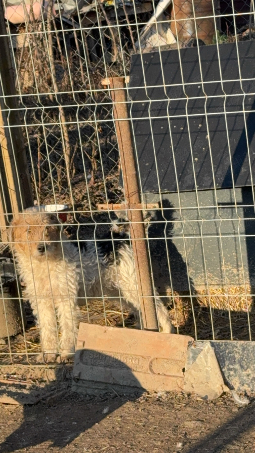  foxterrier schimb sau vand !!!