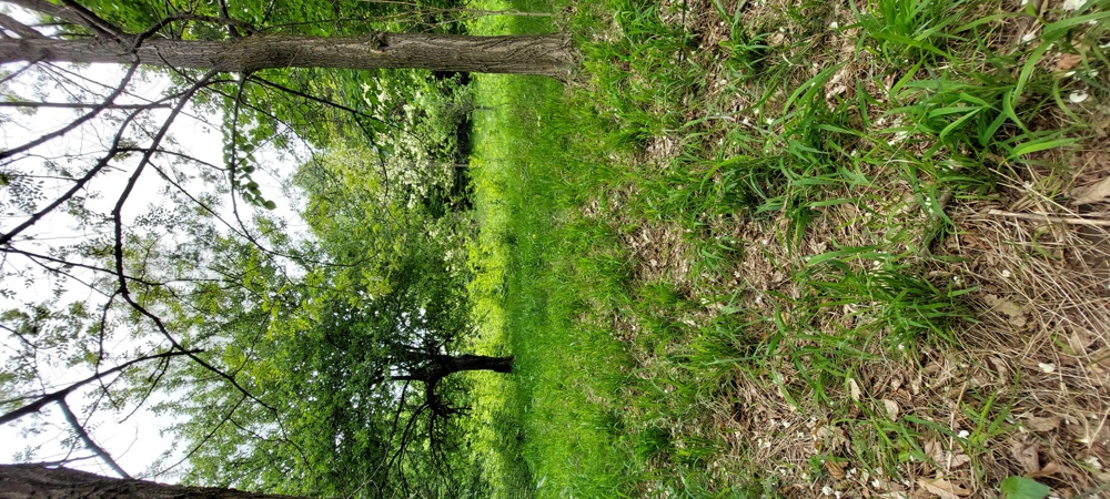 Teren Podu Cheii ,comuna Brebu 6333 mp,(Valea Prahovei,Valea Doftanei Paltinu)2437 mp padure