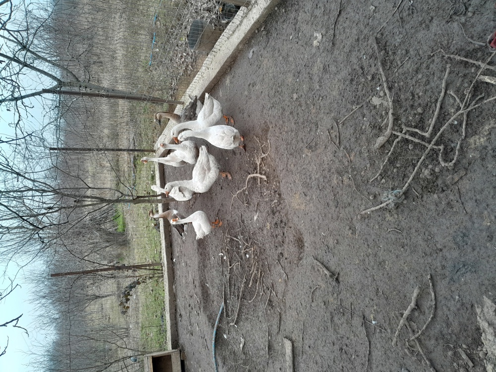 vand gâște  vand gâște