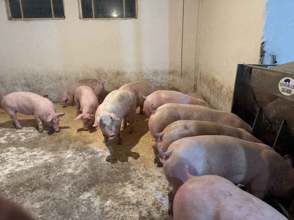 purcei si porci 30-250kg Primim arvuni pentru craciun!! purcei si porci 30-250kg Primim arvuni pentru craciun!!