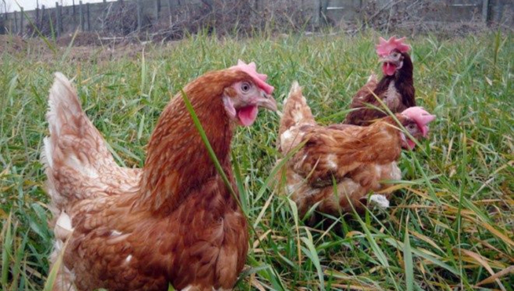 Buna ziua dragi nostri clienti:  Prima serie pe acest an. Găini Isa Brawn de ouă seria 1 vârsta 8 lu