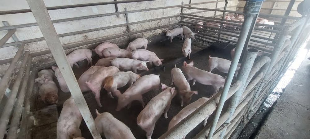 vand porci de carne vand porci de carne