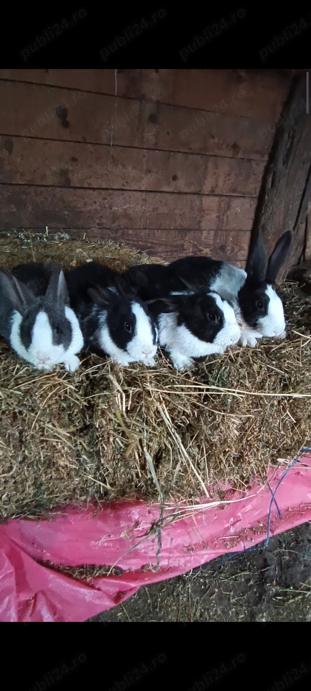 Iepuri hycole francez  Iepuri hycole francez