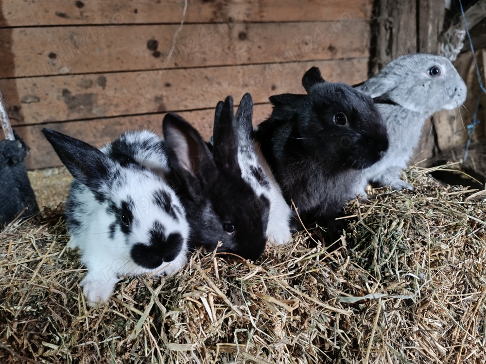 Vând metiși hycole francez cu fluture german  Vând metiși hycole francez cu fluture german