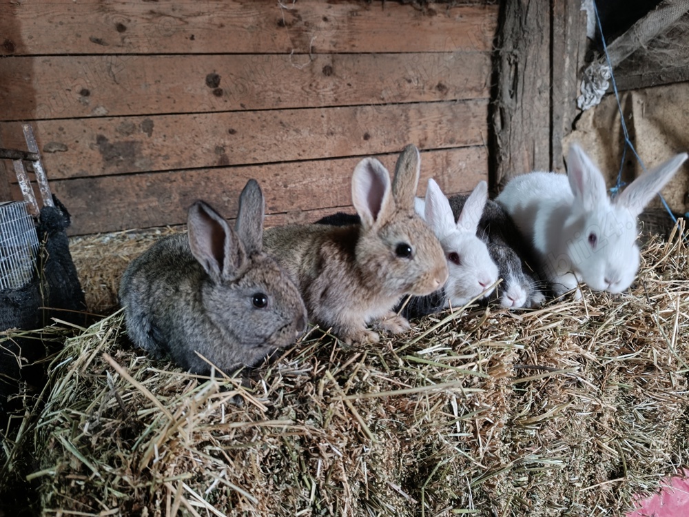 Vând iepuri hycole francez 