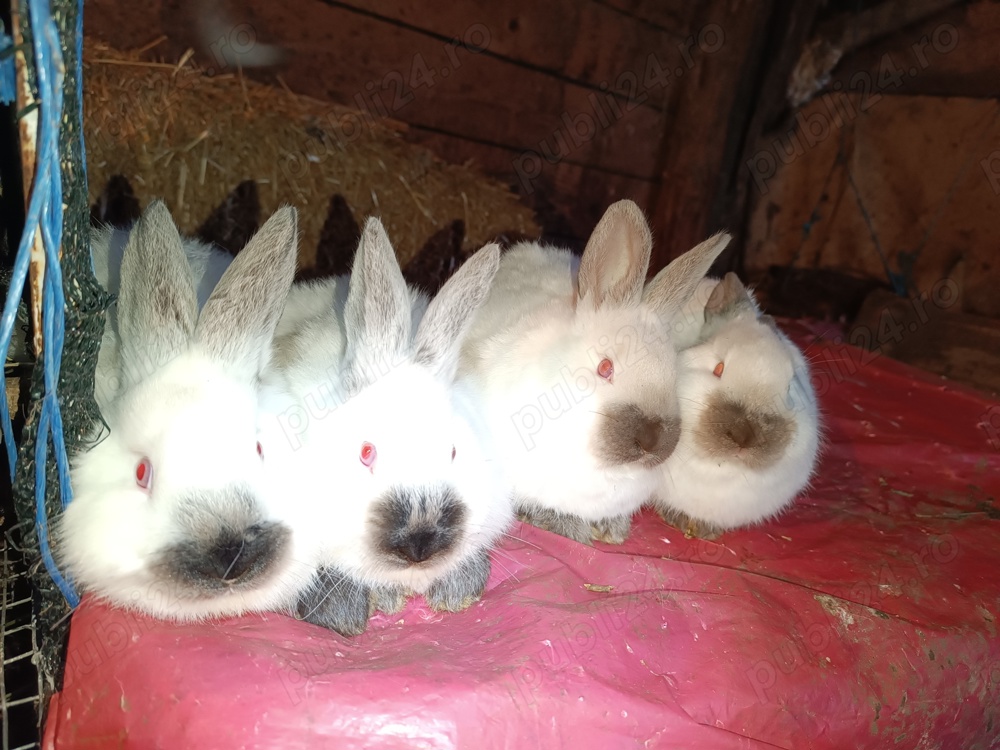 Vând iepuri californieni  Vând iepuri californieni