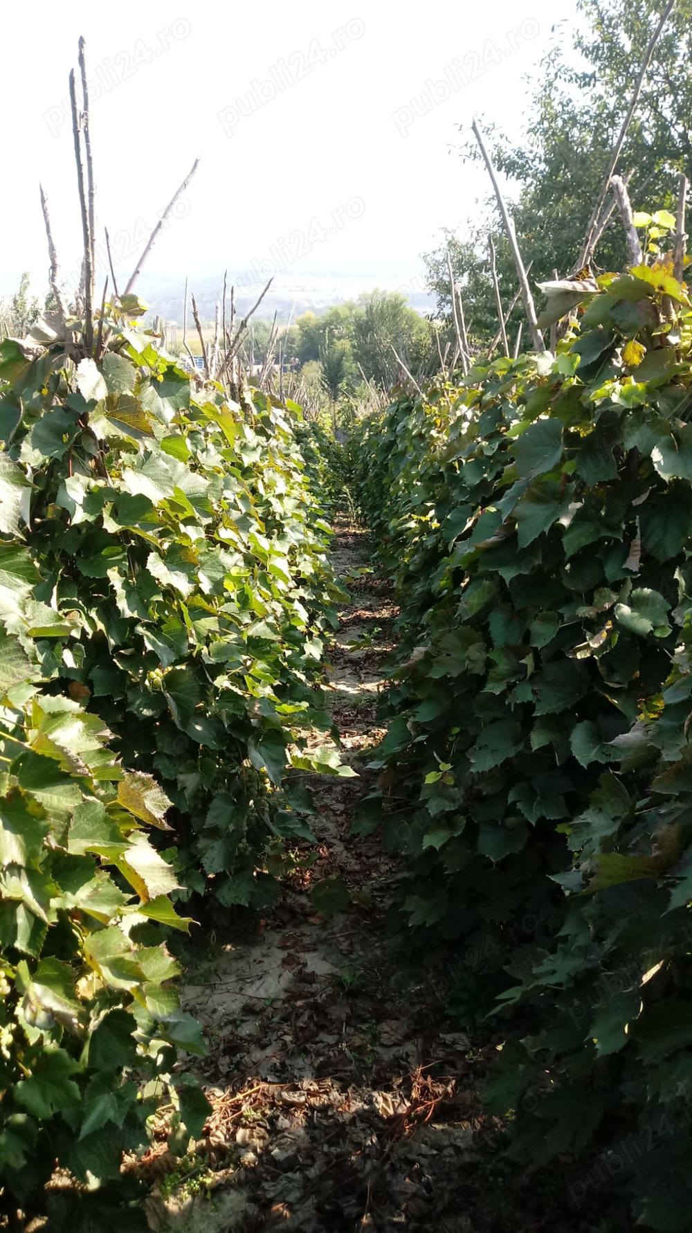 Teren pentru casă 