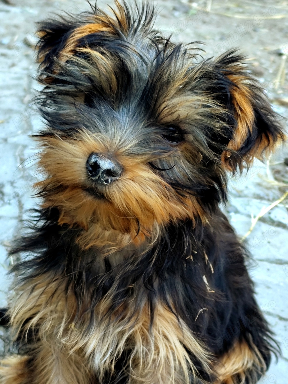 yorkshire terrier in cautarea unei noi famili yorkshire terrier in cautarea unei noi famili