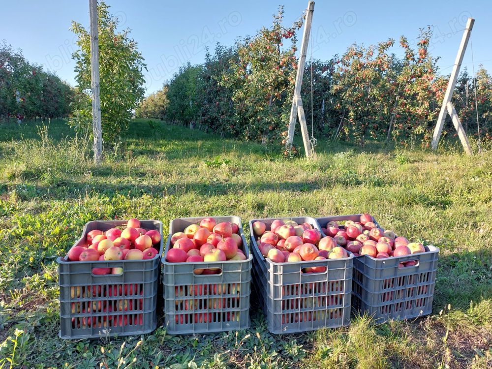 Vand livada meri, sistem intensiv, teren intravilan, Bosanci, Suceava