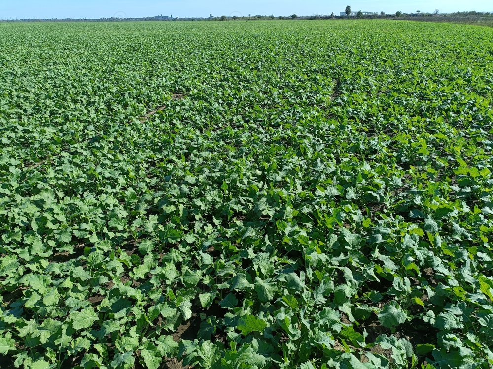 Necalificat - domeniul agricol