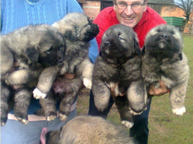 Ciobănesc Caucazian, talie mare, vaccin, deparazitare la zi