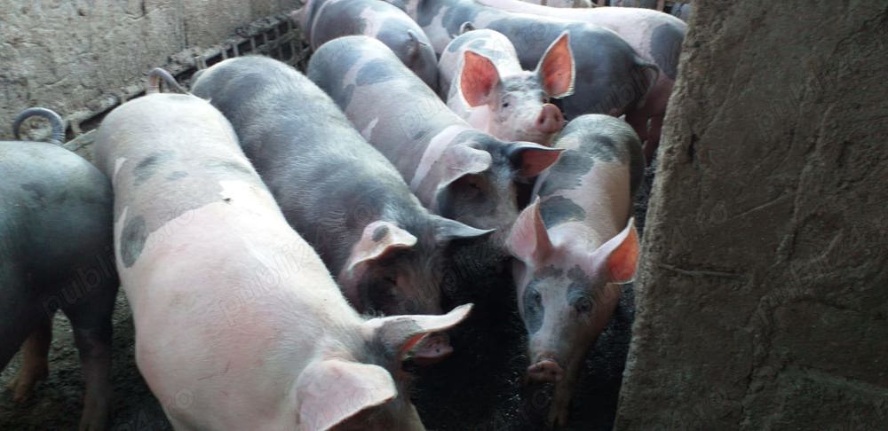 De vanzare - Porci mari pentru Crăciun  De vanzare - Porci mari pentru Crăciun