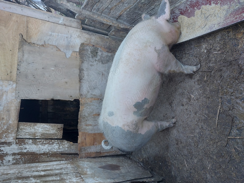 Porc de carne de vanzare Porc de carne de vanzare