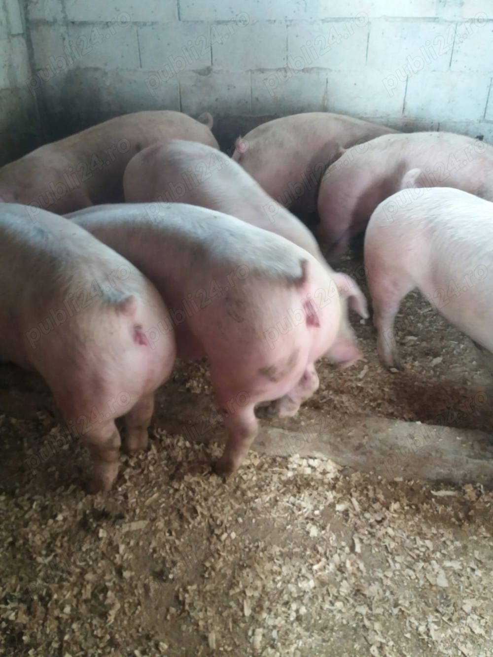 porci mari de carne   porci mari de carne