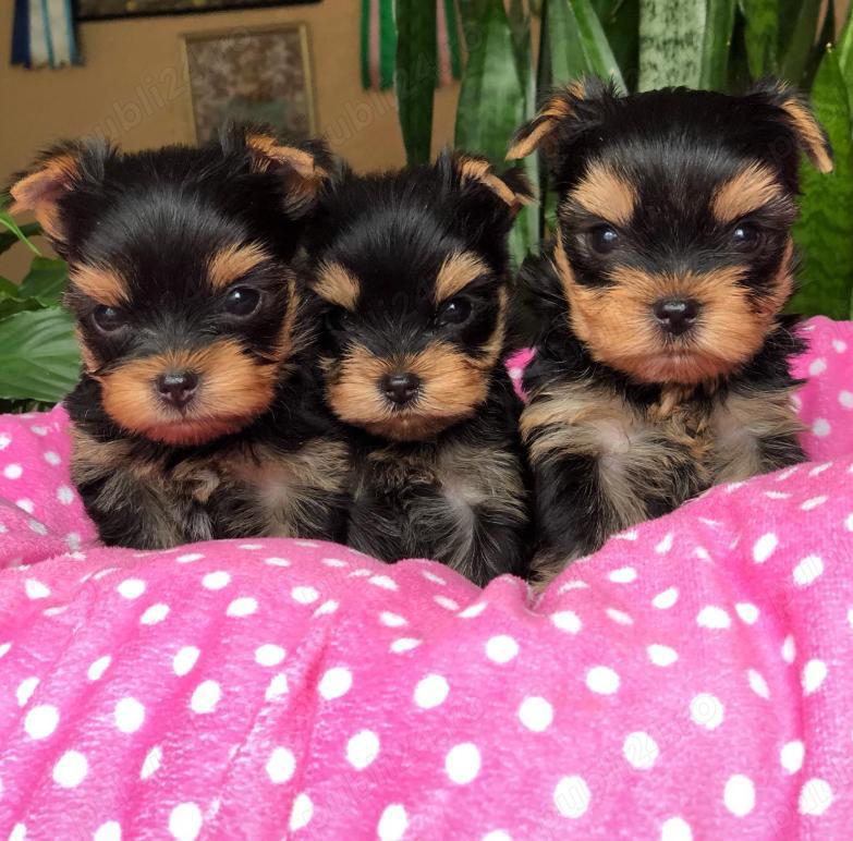 Pui rasă Yorkshire Terrier Mini - rasă de buzunar !