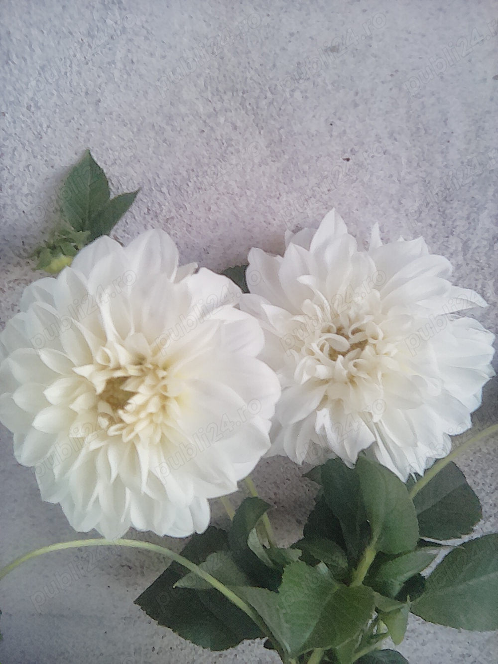 bulbi de dalii colorate