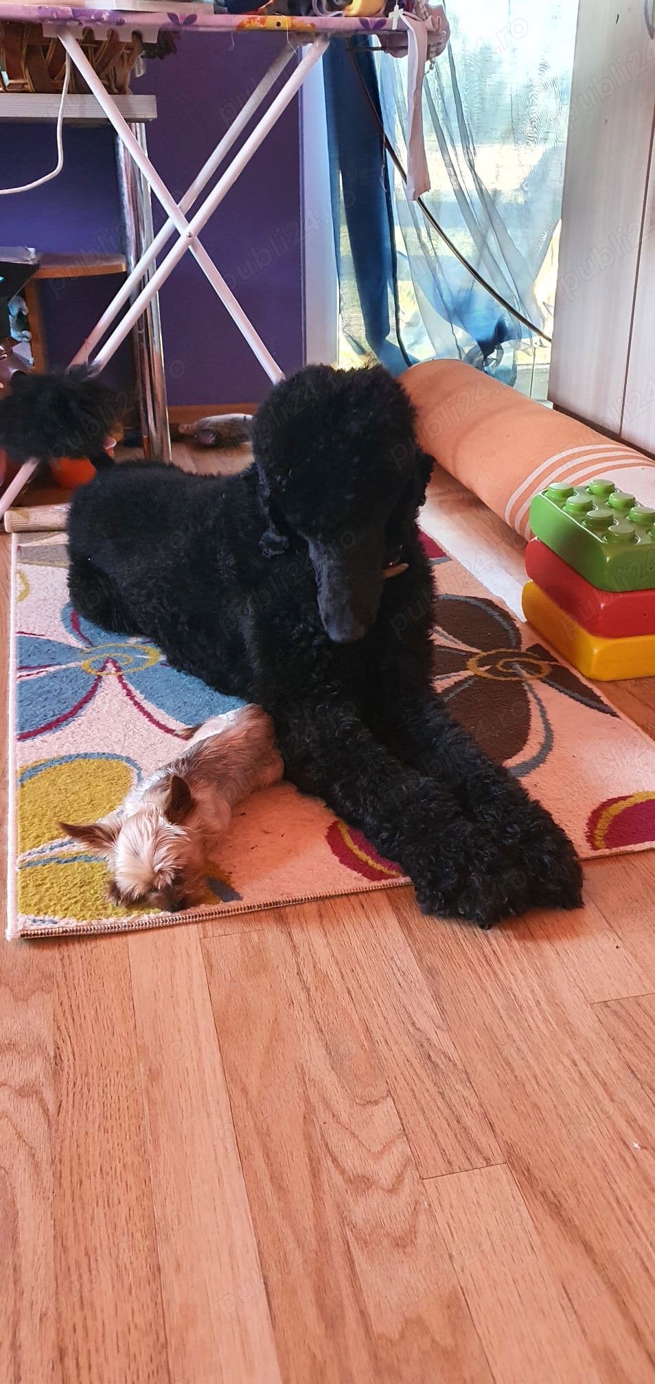 Pudel urias Pudel urias