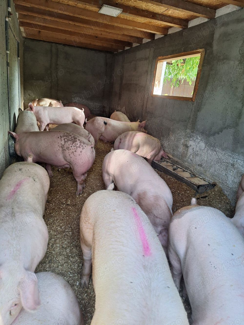 porci rasă de carne  porci rasă de carne