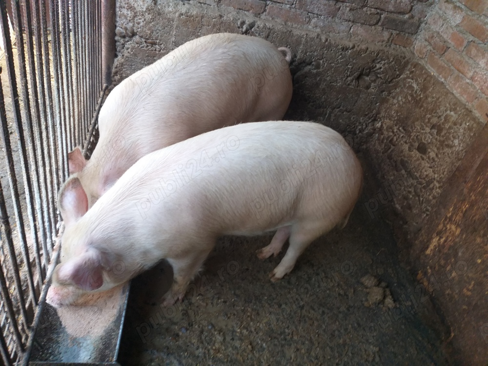 Vand porci duroc de carne de 8 luni