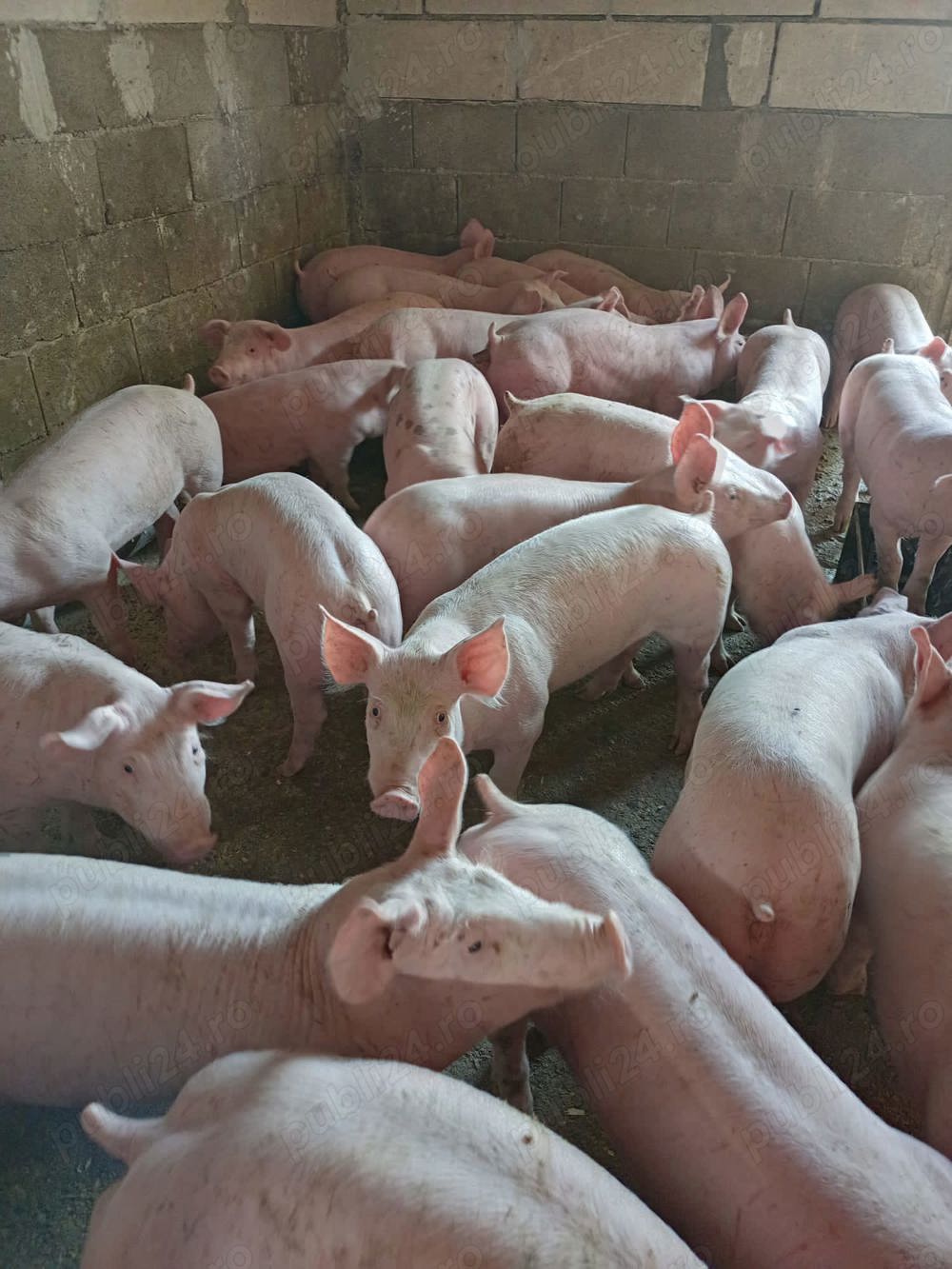 purcei de carne si mari 