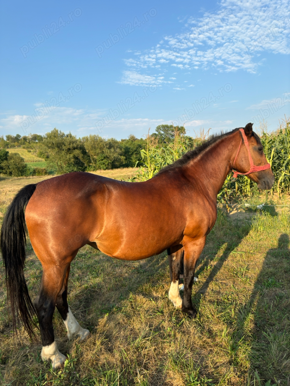 Iapa cu stea in frunte si ciorapi