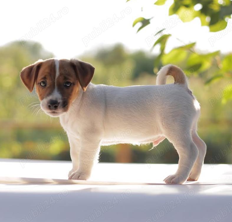 Disponibili pui Jack Russell  Terrier- companion energic !