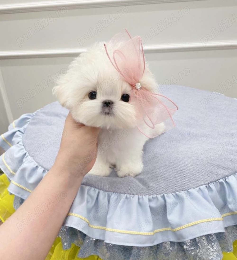 Bichon Maltez Mini Toy 