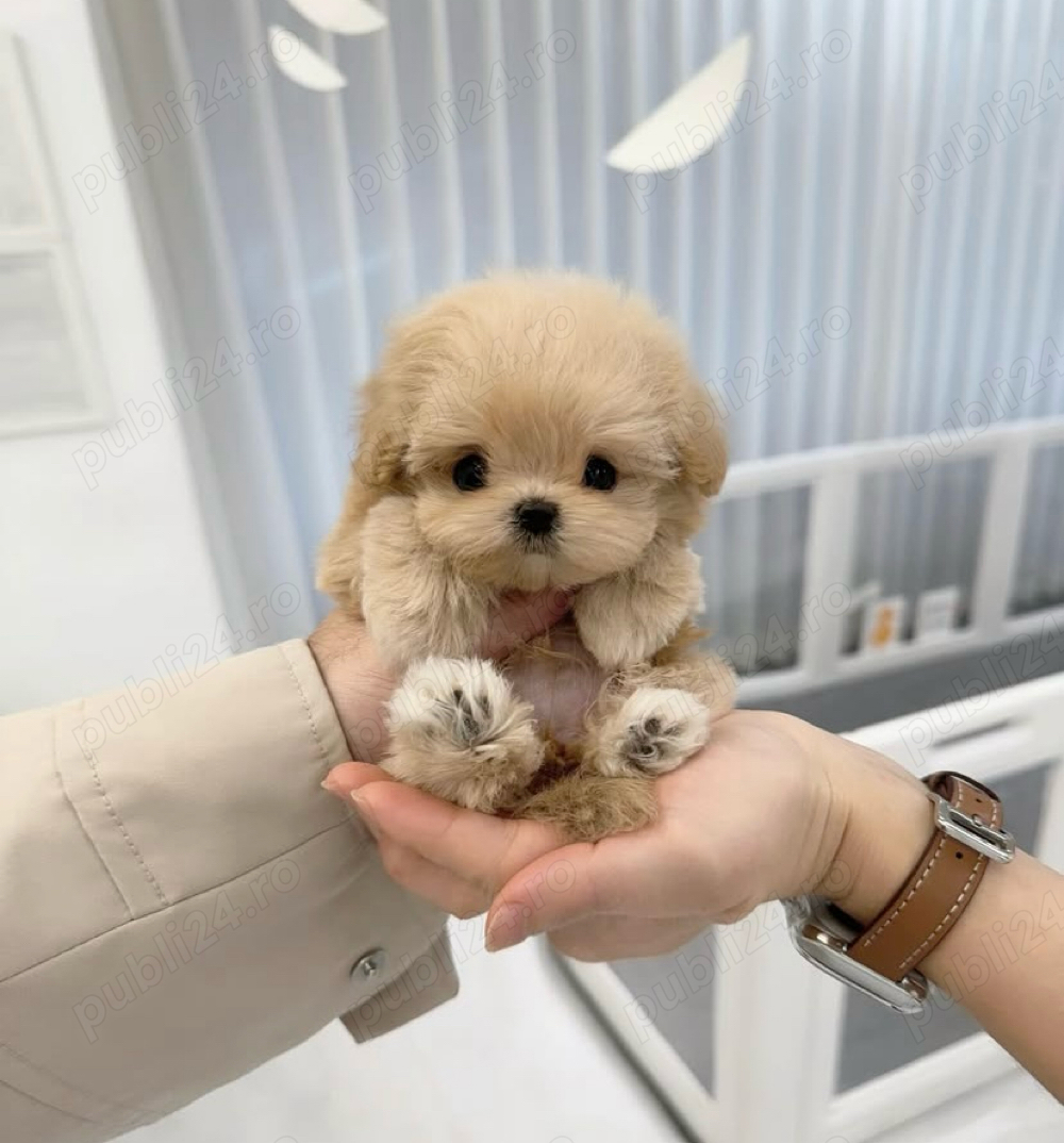 Caniche pudel maltipoo mini toy 