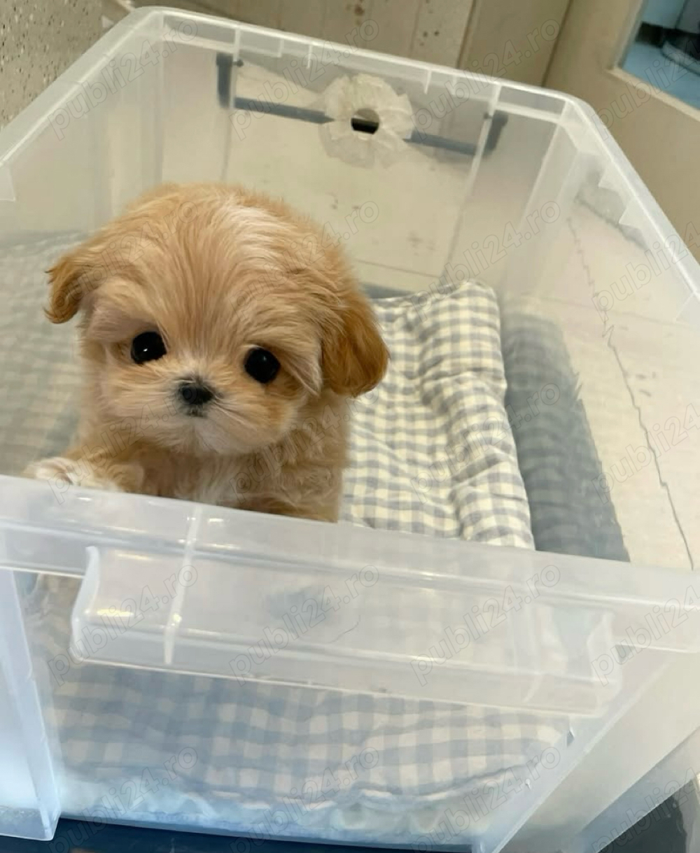 Maltipoo Caniche Pudel Mini Toy 