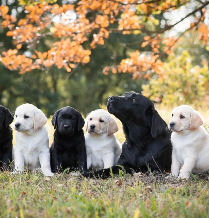 Pui Labrador Retriever-rasă blândă, inteligentă și ușor de întreținut 
